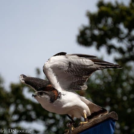 Puy du fou bal des oiseaux 1 1 1 1