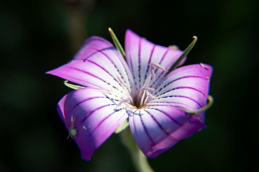 DS macro 6 1 1