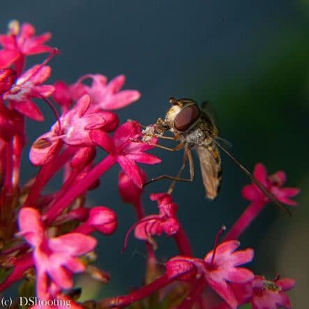 macro bzz 1 1 1